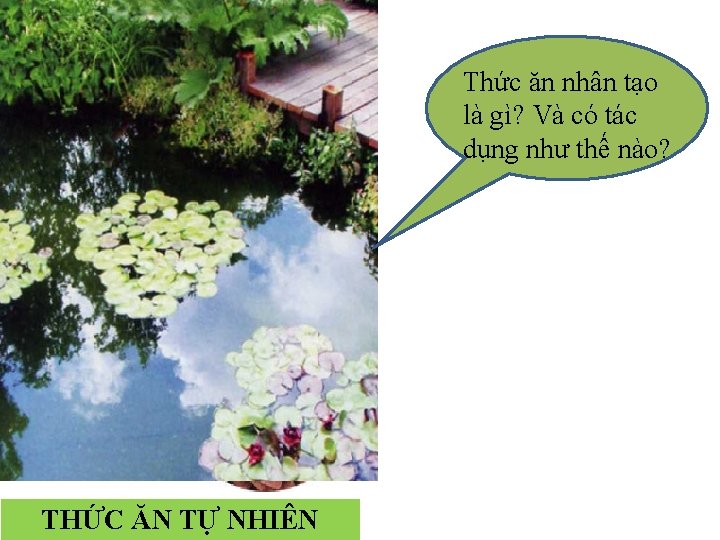 Thức ăn nhân tạo là gì? Và có tác dụng như thế nào? THỨC