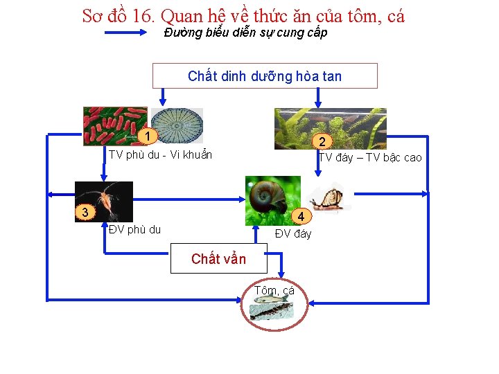 Sơ đồ 16. Quan hệ về thức ăn của tôm, cá Đường biểu diễn