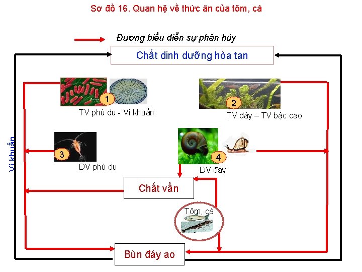 Sơ đồ 16. Quan hệ về thức ăn của tôm, cá Đường biểu diễn