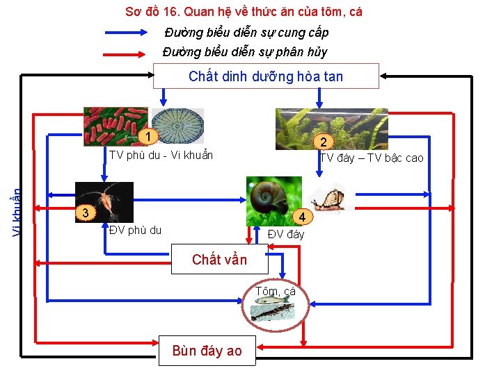 Sơ đồ 16. Quan hệ về thức ăn của tôm, cá Đường biểu diễn