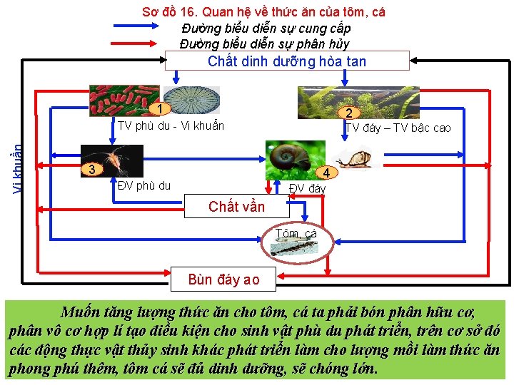 Sơ đồ 16. Quan hệ về thức ăn của tôm, cá Đường biểu diễn