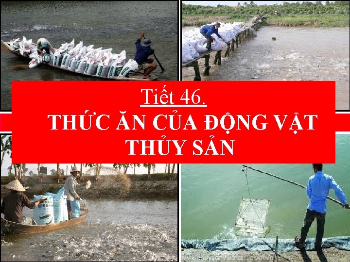 Tiết 46. NHỮNGĂN NGƯỜI NÀY ĐANG LÀM GÌ? VẬT THỨC CỦA ĐỘNG THỦY SẢN