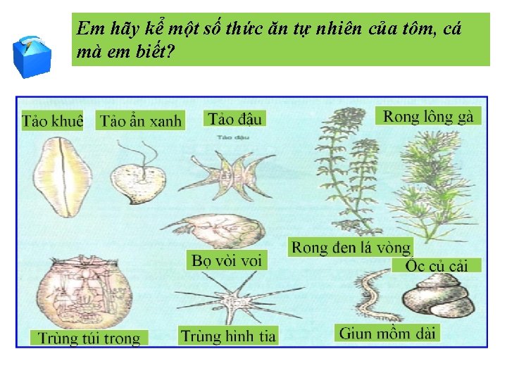 Em hãy kể một số thức ăn tự nhiên của tôm, cá mà em