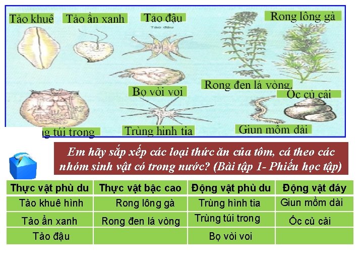 Em hãy sắp xếp các loại thức ăn của tôm, cá theo các nhóm