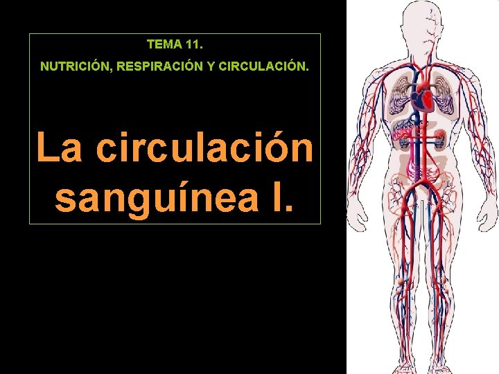 TEMA 11. NUTRICIÓN, RESPIRACIÓN Y CIRCULACIÓN. La circulación sanguínea I. 