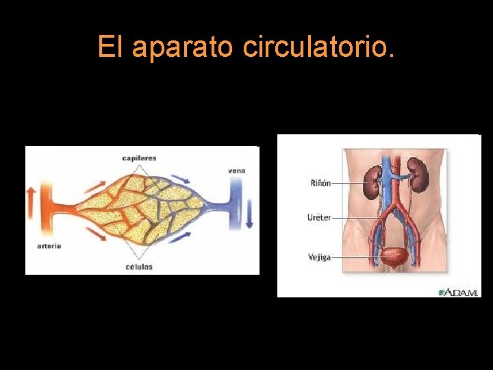 El aparato circulatorio. 