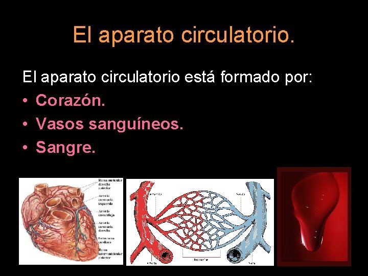 El aparato circulatorio está formado por: • Corazón. • Vasos sanguíneos. • Sangre. 