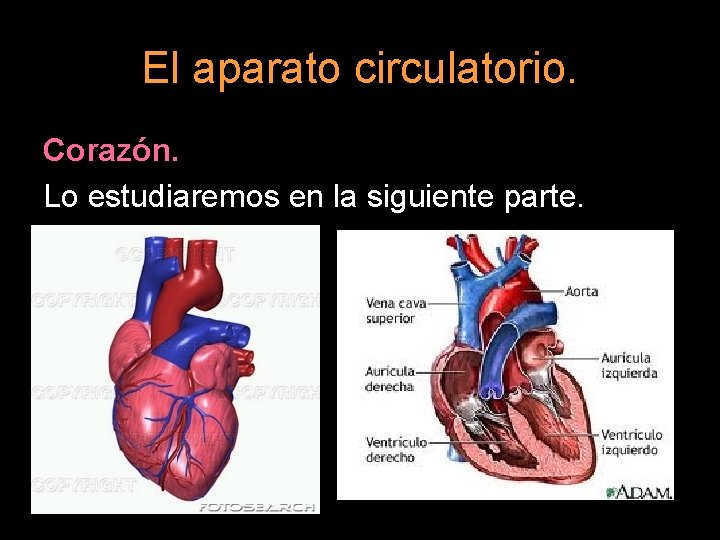 El aparato circulatorio. Corazón. Lo estudiaremos en la siguiente parte. 