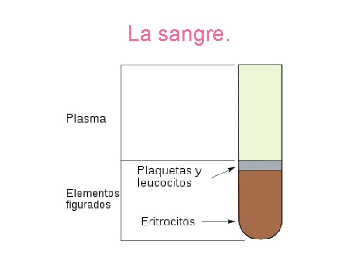 La sangre. 