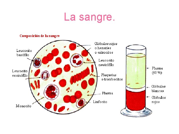 La sangre. 