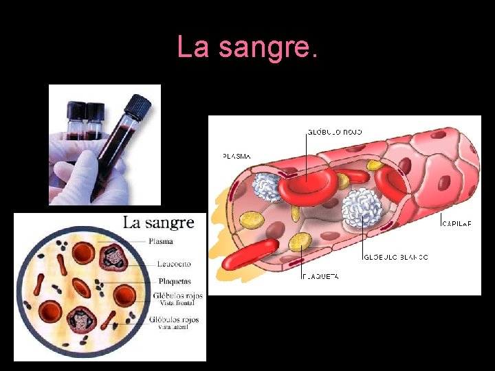 La sangre. 