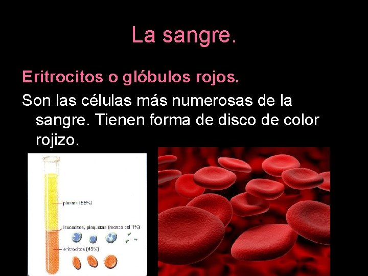 La sangre. Eritrocitos o glóbulos rojos. Son las células más numerosas de la sangre.