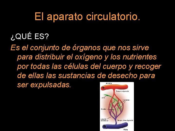 El aparato circulatorio. ¿QUÉ ES? Es el conjunto de órganos que nos sirve para