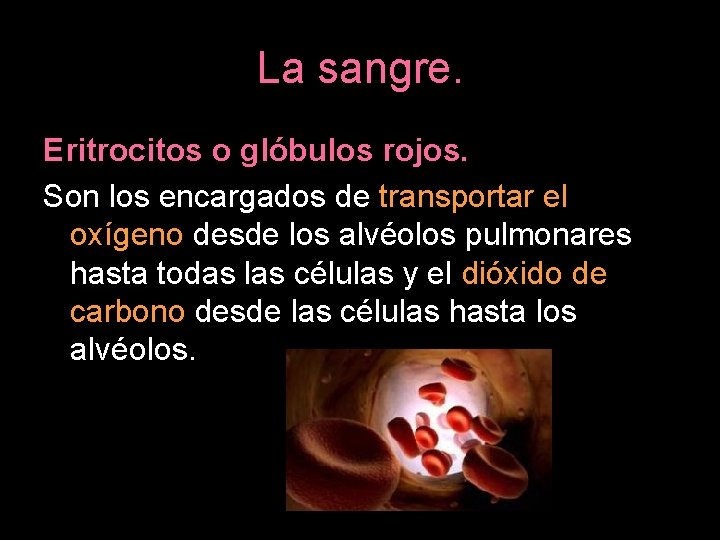 La sangre. Eritrocitos o glóbulos rojos. Son los encargados de transportar el oxígeno desde