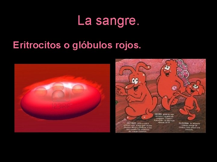 La sangre. Eritrocitos o glóbulos rojos. 