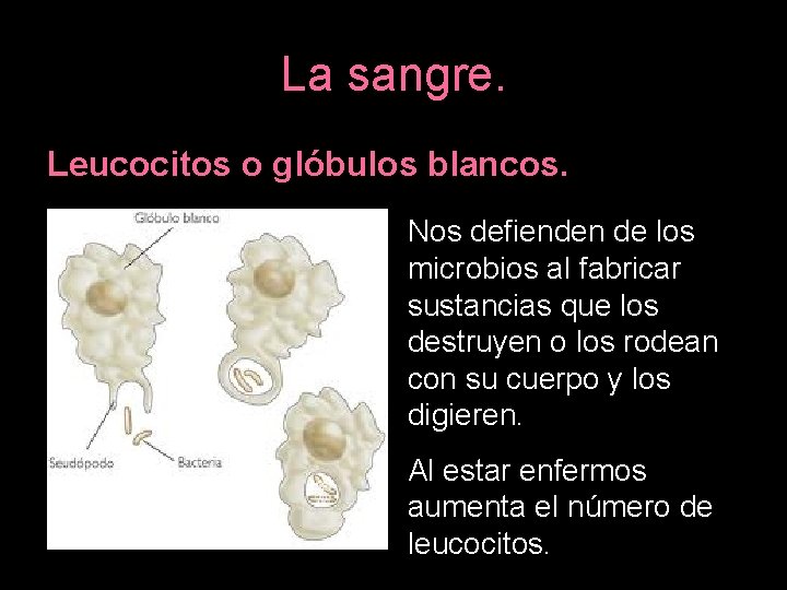 La sangre. Leucocitos o glóbulos blancos. Nos defienden de los microbios al fabricar sustancias