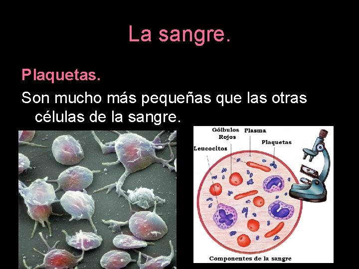 La sangre. Plaquetas. Son mucho más pequeñas que las otras células de la sangre.