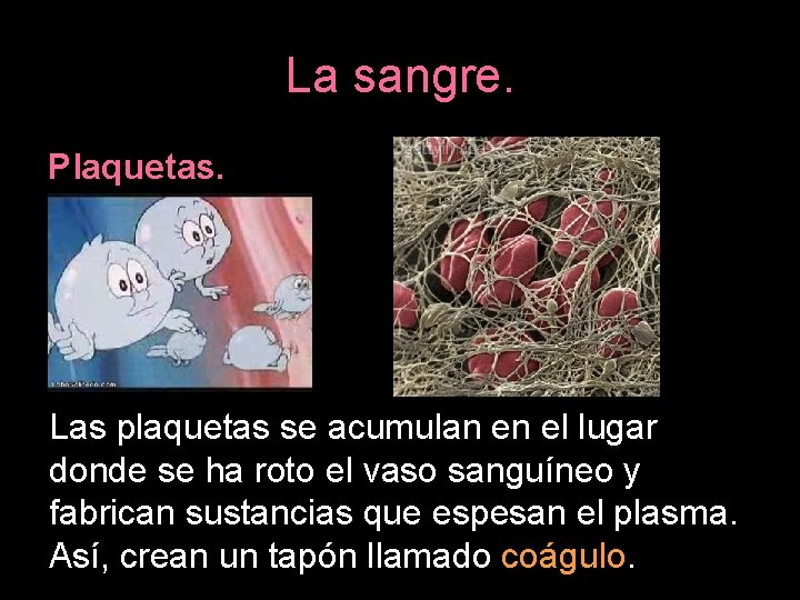 La sangre. Plaquetas. Las plaquetas se acumulan en el lugar donde se ha roto