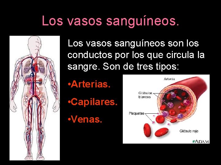 Los vasos sanguíneos son los conductos por los que circula la sangre. Son de