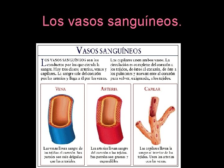 Los vasos sanguíneos. 