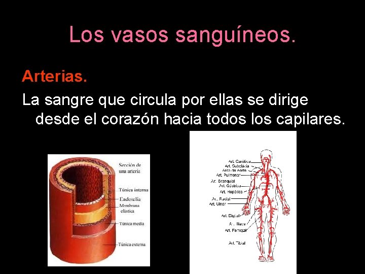 Los vasos sanguíneos. Arterias. La sangre que circula por ellas se dirige desde el