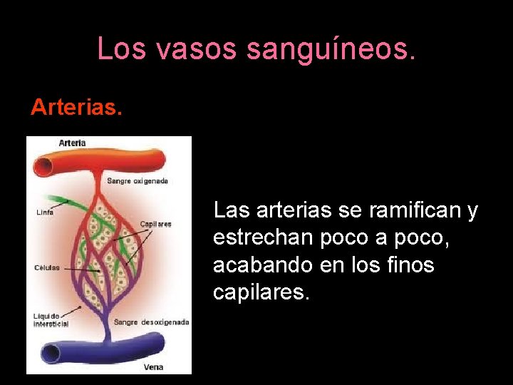 Los vasos sanguíneos. Arterias. Las arterias se ramifican y estrechan poco a poco, acabando