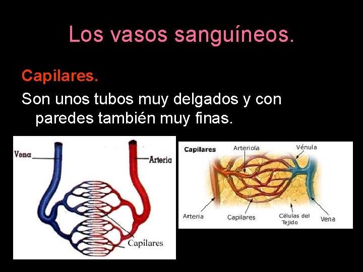 Los vasos sanguíneos. Capilares. Son unos tubos muy delgados y con paredes también muy