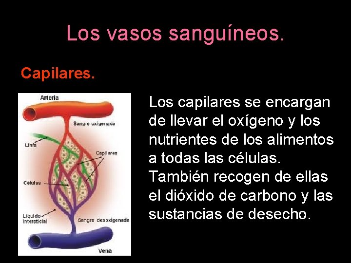 Los vasos sanguíneos. Capilares. Los capilares se encargan de llevar el oxígeno y los