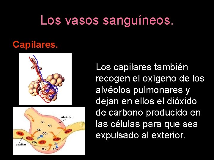 Los vasos sanguíneos. Capilares. Los capilares también recogen el oxígeno de los alvéolos pulmonares