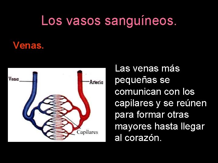 Los vasos sanguíneos. Venas. Las venas más pequeñas se comunican con los capilares y