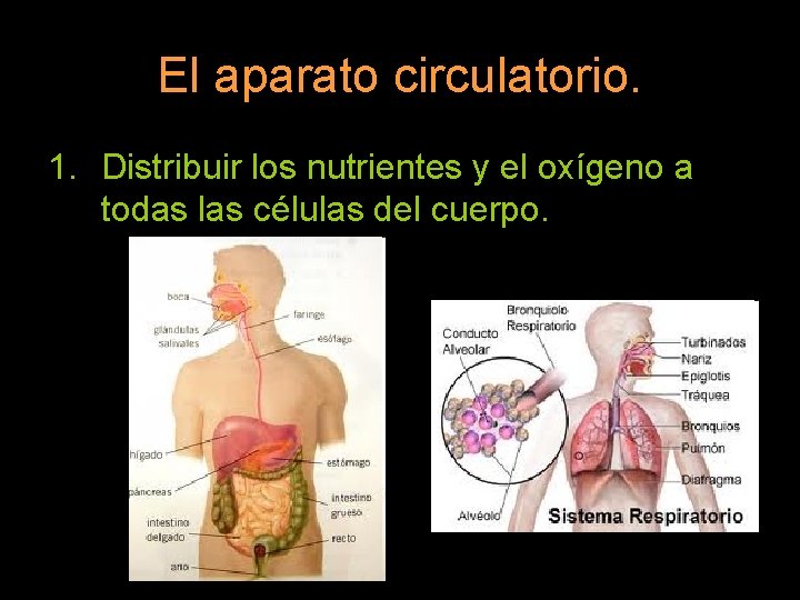 El aparato circulatorio. 1. Distribuir los nutrientes y el oxígeno a todas las células