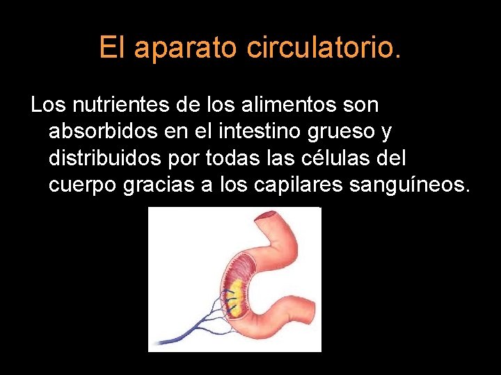 El aparato circulatorio. Los nutrientes de los alimentos son absorbidos en el intestino grueso