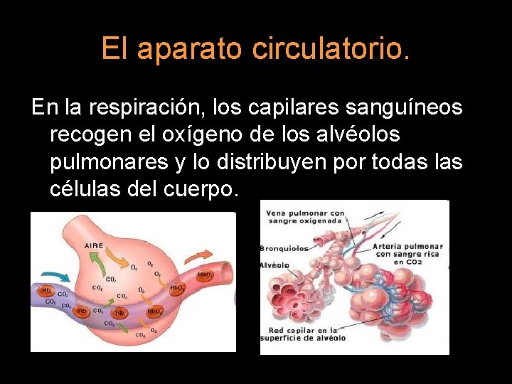 El aparato circulatorio. En la respiración, los capilares sanguíneos recogen el oxígeno de los