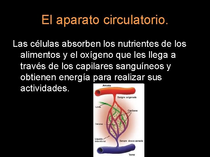 El aparato circulatorio. Las células absorben los nutrientes de los alimentos y el oxígeno