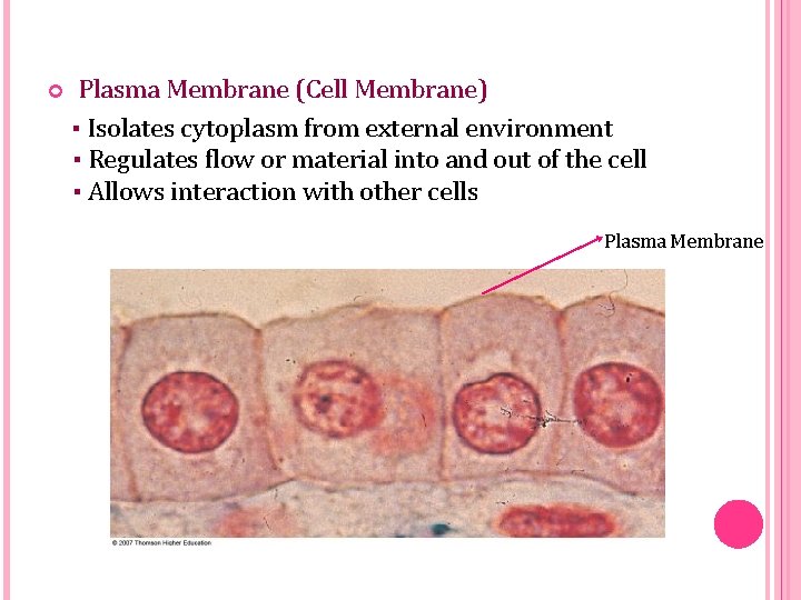  Plasma Membrane (Cell Membrane) ▪ Isolates cytoplasm from external environment ▪ Regulates flow