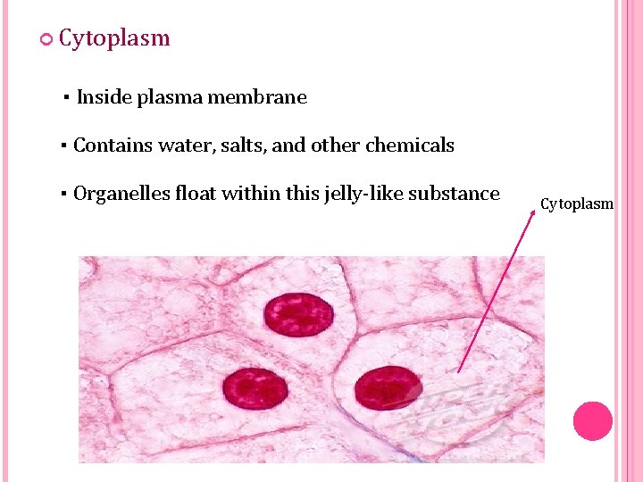  Cytoplasm ▪ Inside plasma membrane ▪ Contains water, salts, and other chemicals ▪