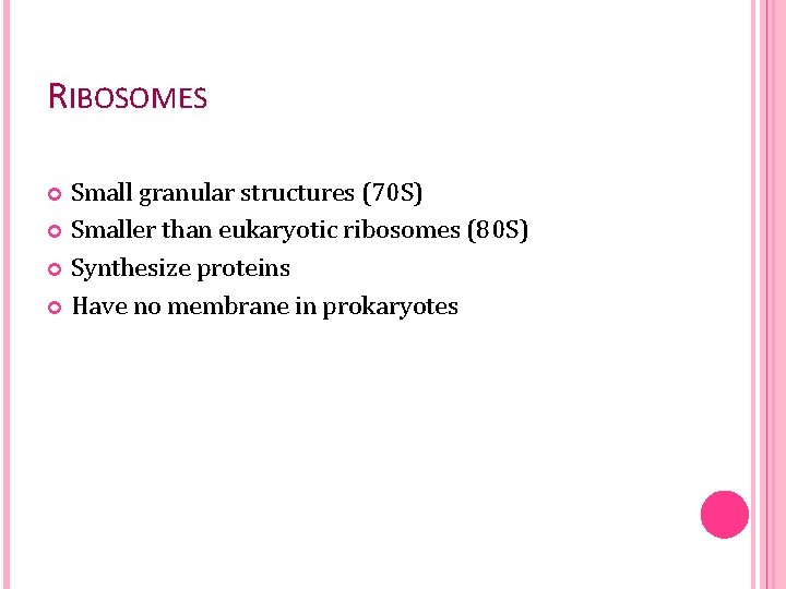 RIBOSOMES Small granular structures (70 S) Smaller than eukaryotic ribosomes (80 S) Synthesize proteins