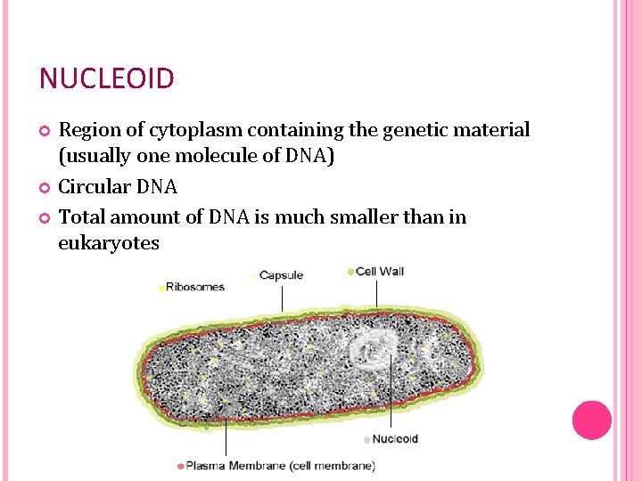 NUCLEOID Region of cytoplasm containing the genetic material (usually one molecule of DNA) Circular