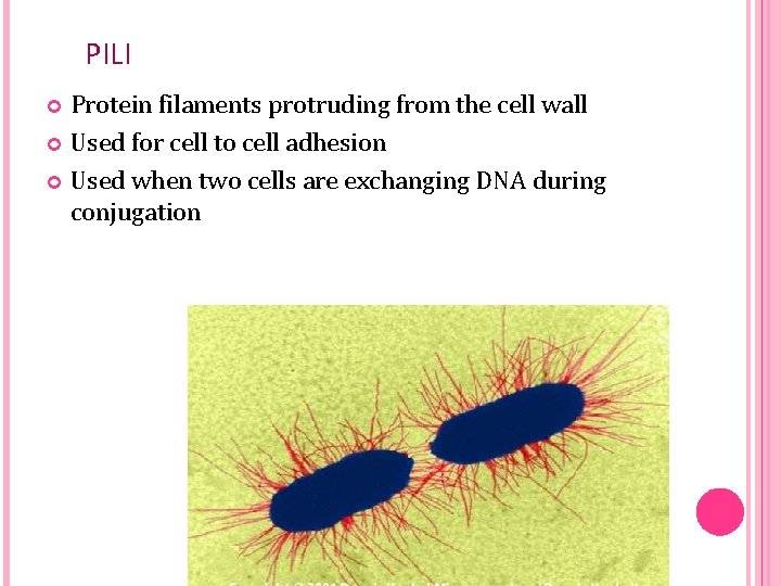 PILI Protein filaments protruding from the cell wall Used for cell to cell adhesion