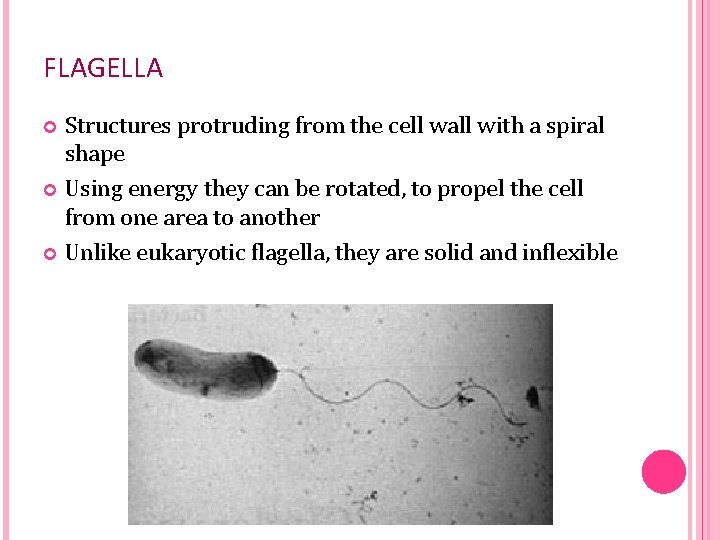 FLAGELLA Structures protruding from the cell wall with a spiral shape Using energy they