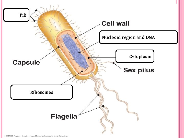 Pili Nucleoid region and DNA Cytoplasm Ribosomes 