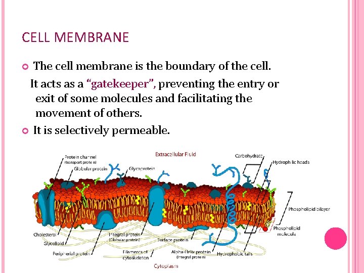 CELL MEMBRANE The cell membrane is the boundary of the cell. It acts as