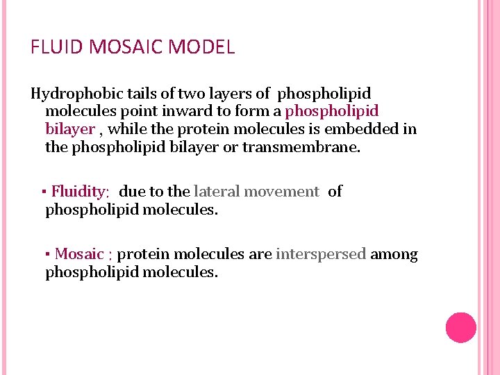 FLUID MOSAIC MODEL Hydrophobic tails of two layers of phospholipid molecules point inward to