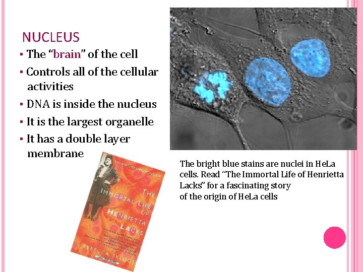 NUCLEUS ▪ The “brain” of the cell ▪ Controls all of the cellular activities