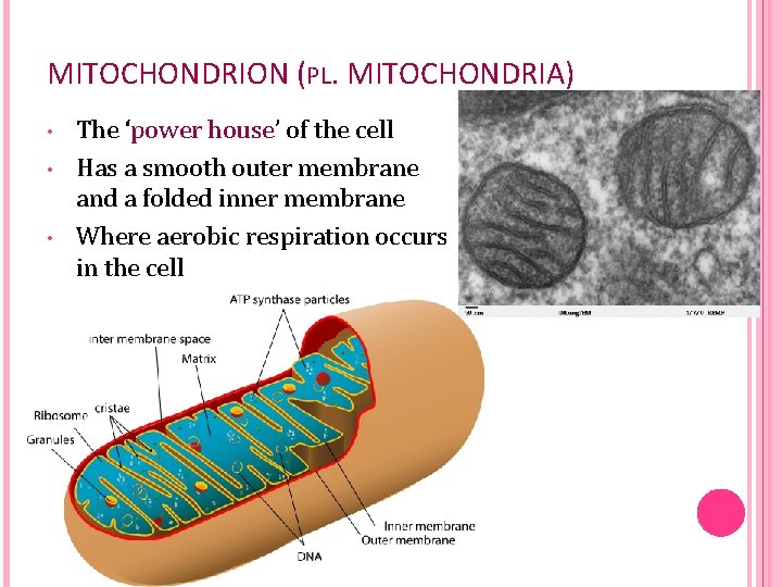 MITOCHONDRION (PL. MITOCHONDRIA) • • • The ‘power house’ of the cell Has a