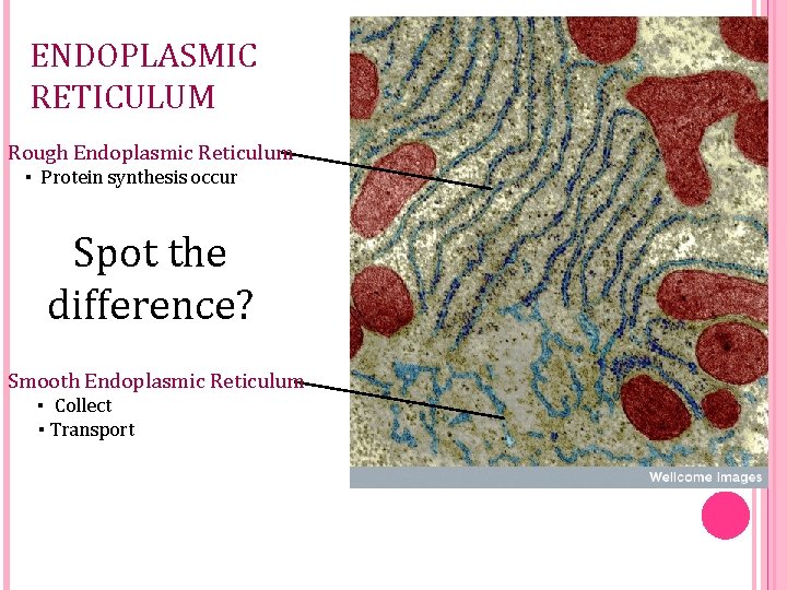 ENDOPLASMIC RETICULUM Rough Endoplasmic Reticulum ▪ Protein synthesis occur Spot the difference? Smooth Endoplasmic