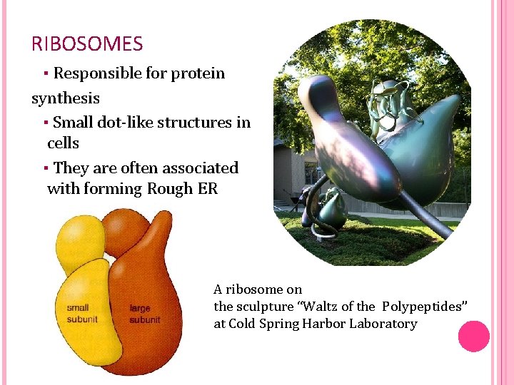 RIBOSOMES ▪ Responsible for protein synthesis ▪ Small dot-like structures in cells ▪ They