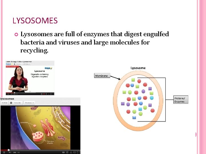 LYSOSOMES Lysosomes are full of enzymes that digest engulfed bacteria and viruses and large