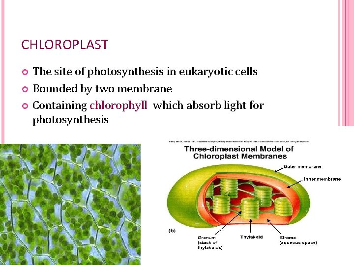 CHLOROPLAST The site of photosynthesis in eukaryotic cells Bounded by two membrane Containing chlorophyll