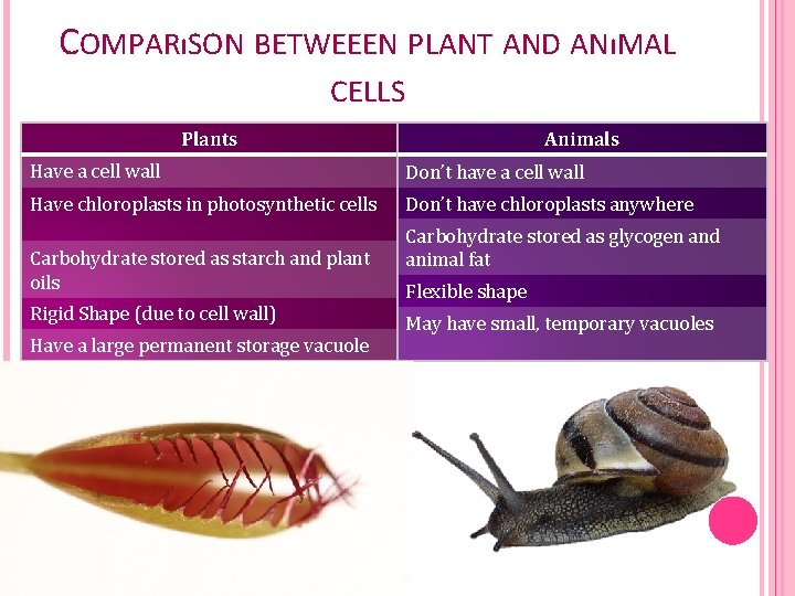 COMPARıSON BETWEEEN PLANT AND ANıMAL CELLS Animals Plants Have a cell wall Don’t have